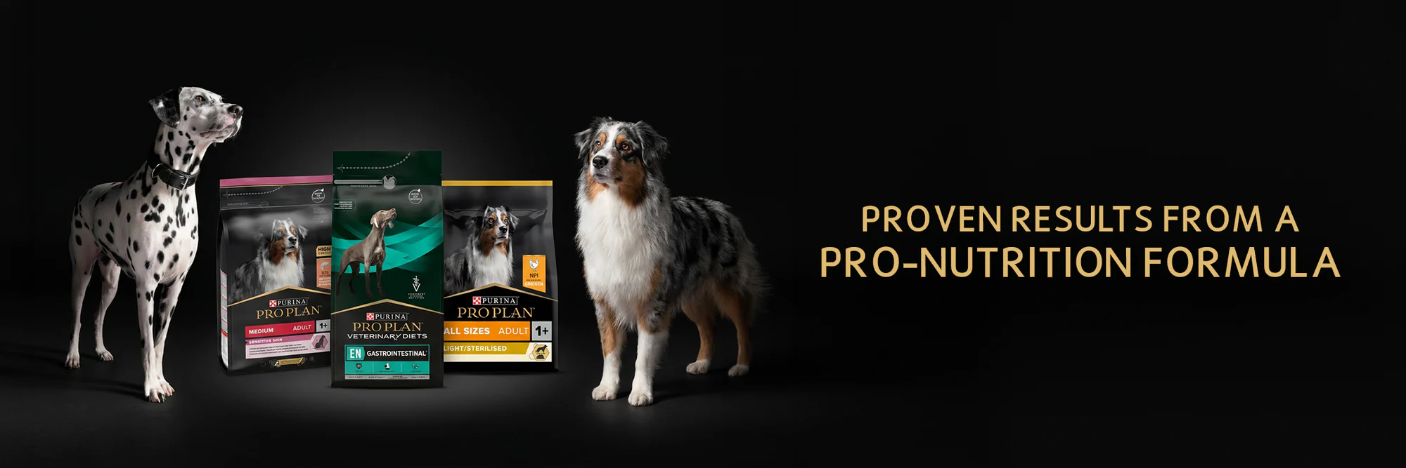 Elevate Your Pet's Style